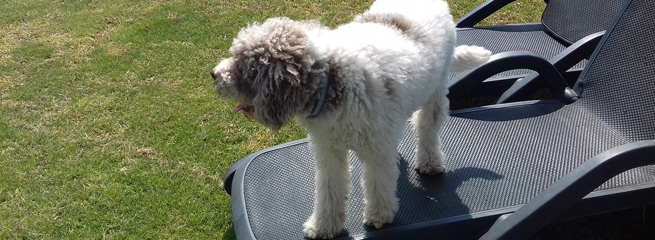 giardino-di-rebecca-dog friendly